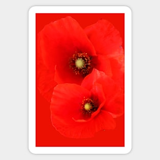 Two Red Poppies floral Sticker
